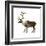 Mountain Caribou (Rangifer Montanus), Mammals-Encyclopaedia Britannica-Framed Art Print