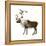 Mountain Caribou (Rangifer Montanus), Mammals-Encyclopaedia Britannica-Framed Stretched Canvas