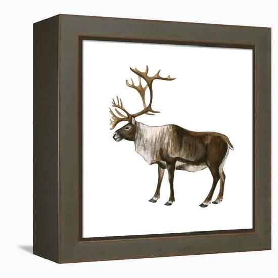 Mountain Caribou (Rangifer Montanus), Mammals-Encyclopaedia Britannica-Framed Stretched Canvas