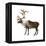 Mountain Caribou (Rangifer Montanus), Mammals-Encyclopaedia Britannica-Framed Stretched Canvas