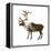 Mountain Caribou (Rangifer Montanus), Mammals-Encyclopaedia Britannica-Framed Stretched Canvas
