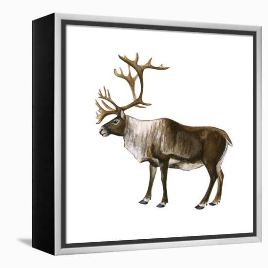 Mountain Caribou (Rangifer Montanus), Mammals-Encyclopaedia Britannica-Framed Stretched Canvas