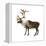 Mountain Caribou (Rangifer Montanus), Mammals-Encyclopaedia Britannica-Framed Stretched Canvas