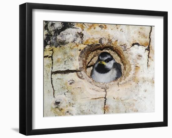 Mountain Chickadee in Aspen Tree, Rocky Mountain National Park, Colorado, USA-Rolf Nussbaumer-Framed Photographic Print