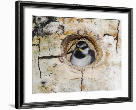 Mountain Chickadee in Aspen Tree, Rocky Mountain National Park, Colorado, USA-Rolf Nussbaumer-Framed Photographic Print