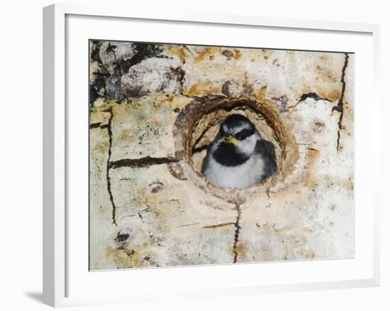 Mountain Chickadee in Aspen Tree, Rocky Mountain National Park, Colorado, USA-Rolf Nussbaumer-Framed Photographic Print