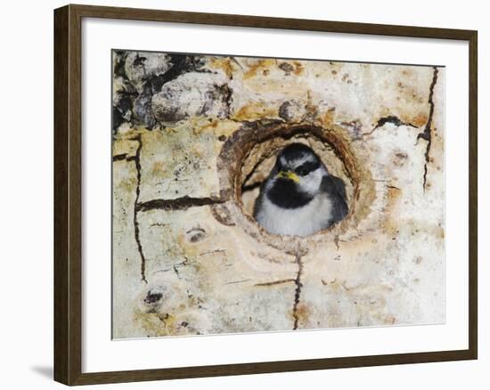 Mountain Chickadee in Aspen Tree, Rocky Mountain National Park, Colorado, USA-Rolf Nussbaumer-Framed Photographic Print