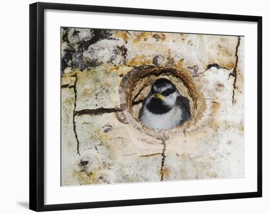 Mountain Chickadee in Aspen Tree, Rocky Mountain National Park, Colorado, USA-Rolf Nussbaumer-Framed Photographic Print