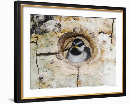 Mountain Chickadee in Aspen Tree, Rocky Mountain National Park, Colorado, USA-Rolf Nussbaumer-Framed Photographic Print