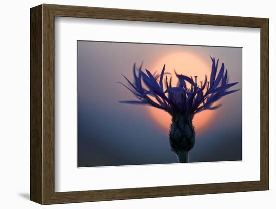 Mountain Cornflower (Centaurea Montana) with the Sun Behind It, Liechtenstein, July 2009-Giesbers-Framed Photographic Print