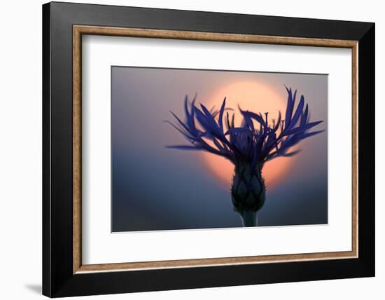 Mountain Cornflower (Centaurea Montana) with the Sun Behind It, Liechtenstein, July 2009-Giesbers-Framed Photographic Print