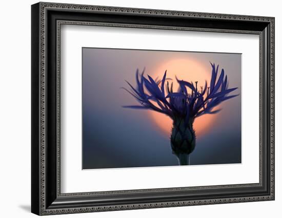 Mountain Cornflower (Centaurea Montana) with the Sun Behind It, Liechtenstein, July 2009-Giesbers-Framed Photographic Print