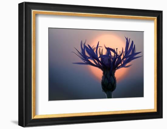 Mountain Cornflower (Centaurea Montana) with the Sun Behind It, Liechtenstein, July 2009-Giesbers-Framed Photographic Print