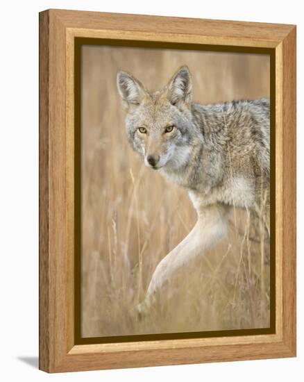 Mountain Coyote, Canis Latrans Lestes, Grand Teton National Park, Wyoming-Maresa Pryor-Framed Premier Image Canvas