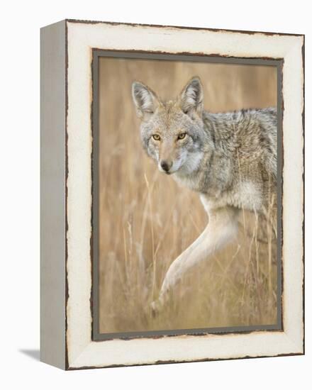 Mountain Coyote, Canis Latrans Lestes, Grand Teton National Park, Wyoming-Maresa Pryor-Framed Premier Image Canvas