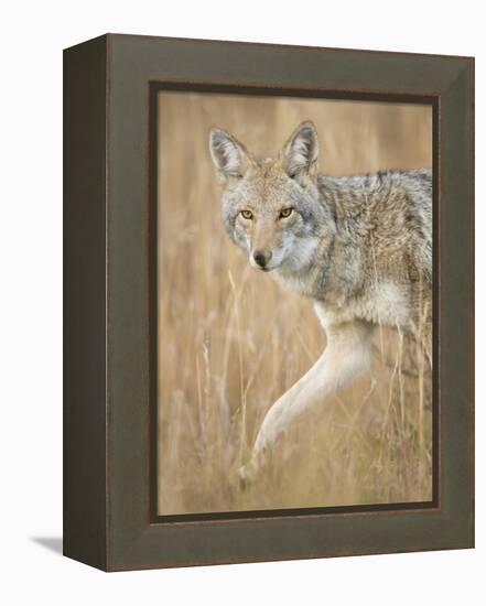 Mountain Coyote, Canis Latrans Lestes, Grand Teton National Park, Wyoming-Maresa Pryor-Framed Premier Image Canvas