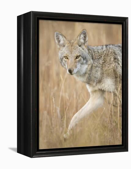 Mountain Coyote, Canis Latrans Lestes, Grand Teton National Park, Wyoming-Maresa Pryor-Framed Premier Image Canvas