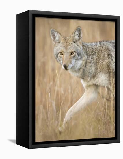 Mountain Coyote, Canis Latrans Lestes, Grand Teton National Park, Wyoming-Maresa Pryor-Framed Premier Image Canvas