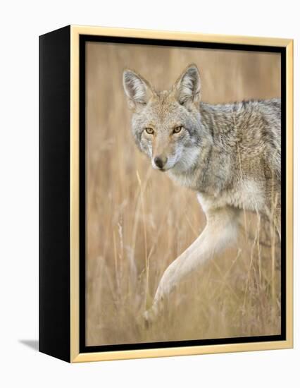 Mountain Coyote, Canis Latrans Lestes, Grand Teton National Park, Wyoming-Maresa Pryor-Framed Premier Image Canvas