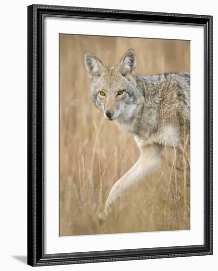 Mountain Coyote, Canis Latrans Lestes, Grand Teton National Park, Wyoming-Maresa Pryor-Framed Photographic Print