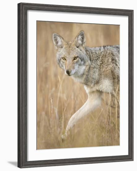 Mountain Coyote, Canis Latrans Lestes, Grand Teton National Park, Wyoming-Maresa Pryor-Framed Photographic Print