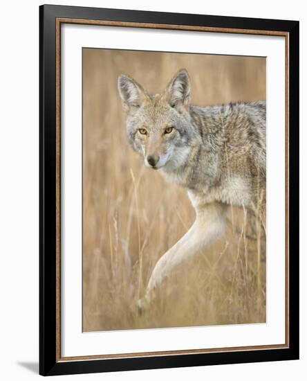 Mountain Coyote, Canis Latrans Lestes, Grand Teton National Park, Wyoming-Maresa Pryor-Framed Photographic Print