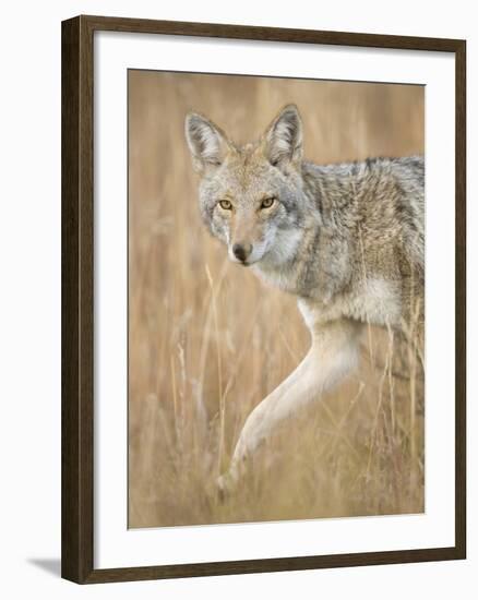 Mountain Coyote, Canis Latrans Lestes, Grand Teton National Park, Wyoming-Maresa Pryor-Framed Photographic Print