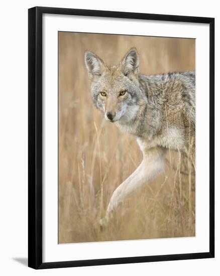 Mountain Coyote, Canis Latrans Lestes, Grand Teton National Park, Wyoming-Maresa Pryor-Framed Photographic Print