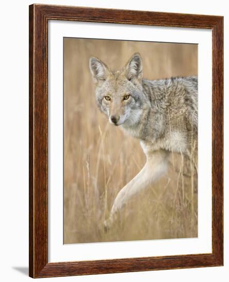 Mountain Coyote, Canis Latrans Lestes, Grand Teton National Park, Wyoming-Maresa Pryor-Framed Photographic Print