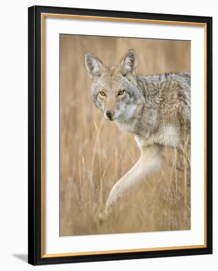 Mountain Coyote, Canis Latrans Lestes, Grand Teton National Park, Wyoming-Maresa Pryor-Framed Photographic Print