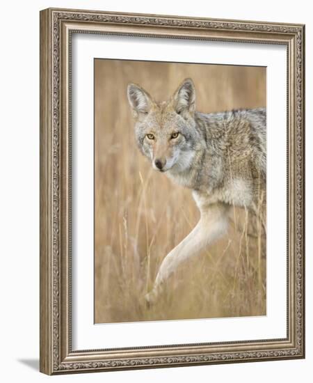 Mountain Coyote, Canis Latrans Lestes, Grand Teton National Park, Wyoming-Maresa Pryor-Framed Photographic Print