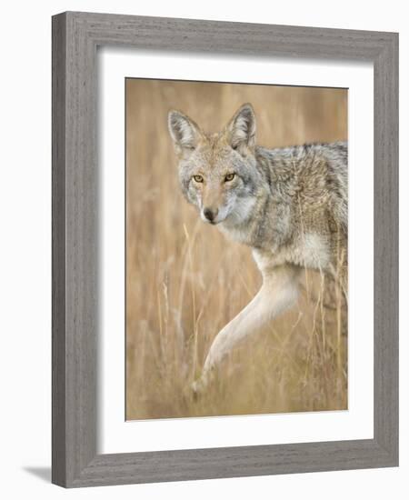 Mountain Coyote, Canis Latrans Lestes, Grand Teton National Park, Wyoming-Maresa Pryor-Framed Photographic Print