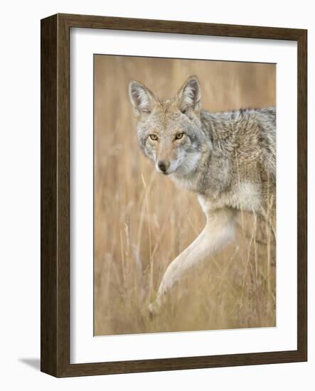 Mountain Coyote, Canis Latrans Lestes, Grand Teton National Park, Wyoming-Maresa Pryor-Framed Photographic Print