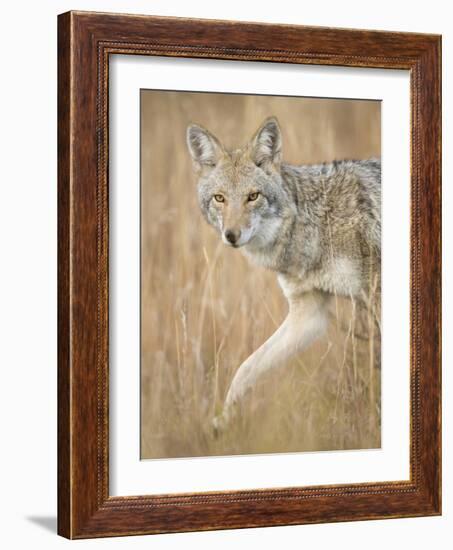 Mountain Coyote, Canis Latrans Lestes, Grand Teton National Park, Wyoming-Maresa Pryor-Framed Photographic Print