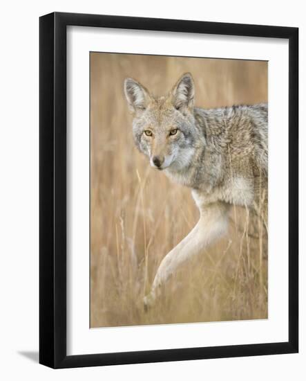 Mountain Coyote, Canis Latrans Lestes, Grand Teton National Park, Wyoming-Maresa Pryor-Framed Photographic Print