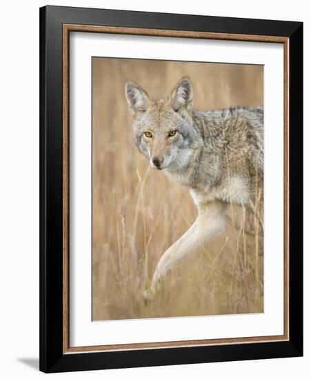 Mountain Coyote, Canis Latrans Lestes, Grand Teton National Park, Wyoming-Maresa Pryor-Framed Photographic Print