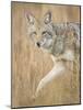 Mountain Coyote, Canis Latrans Lestes, Grand Teton National Park, Wyoming-Maresa Pryor-Mounted Photographic Print