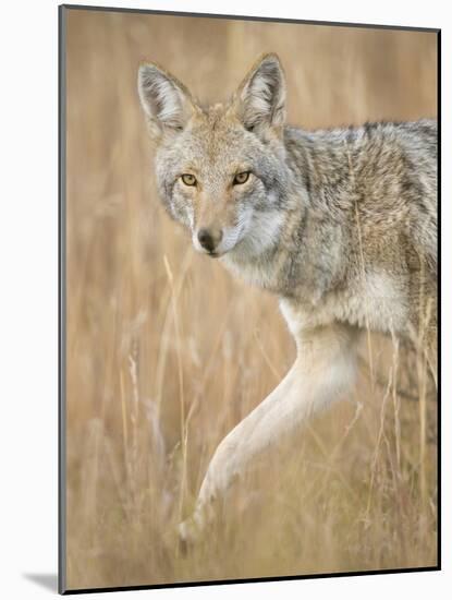 Mountain Coyote, Canis Latrans Lestes, Grand Teton National Park, Wyoming-Maresa Pryor-Mounted Photographic Print