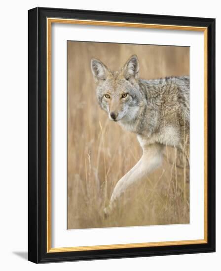 Mountain Coyote, Canis Latrans Lestes, Grand Teton National Park, Wyoming-Maresa Pryor-Framed Photographic Print