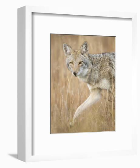 Mountain Coyote, Canis Latrans Lestes, Grand Teton National Park, Wyoming-Maresa Pryor-Framed Photographic Print