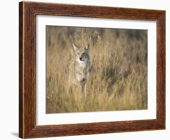 Mountain Coyote, Canis Latrans Lestes, Grand Teton National Park, Wyoming-Maresa Pryor-Framed Photographic Print