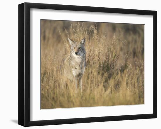 Mountain Coyote, Canis Latrans Lestes, Grand Teton National Park, Wyoming-Maresa Pryor-Framed Photographic Print