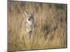 Mountain Coyote, Canis Latrans Lestes, Grand Teton National Park, Wyoming-Maresa Pryor-Mounted Photographic Print