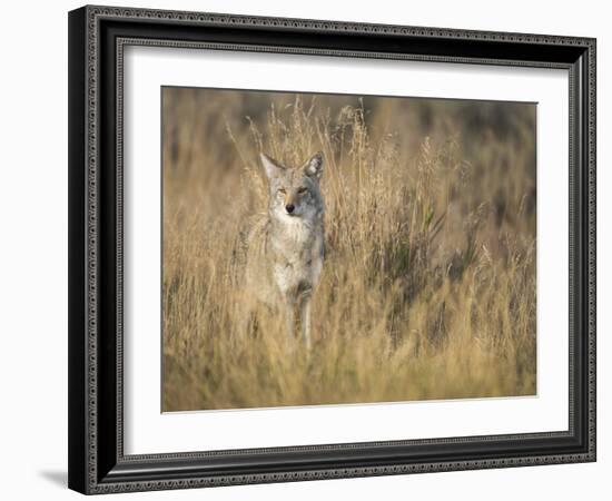 Mountain Coyote, Canis Latrans Lestes, Grand Teton National Park, Wyoming-Maresa Pryor-Framed Photographic Print