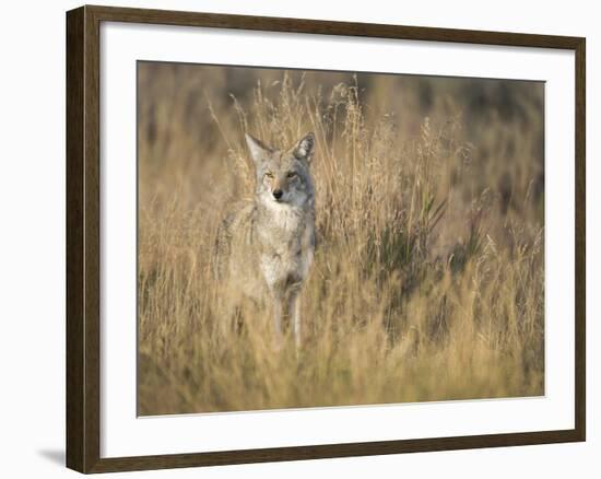 Mountain Coyote, Canis Latrans Lestes, Grand Teton National Park, Wyoming-Maresa Pryor-Framed Photographic Print