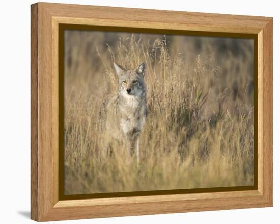 Mountain Coyote, Canis Latrans Lestes, Grand Teton National Park, Wyoming-Maresa Pryor-Framed Premier Image Canvas