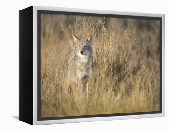 Mountain Coyote, Canis Latrans Lestes, Grand Teton National Park, Wyoming-Maresa Pryor-Framed Premier Image Canvas