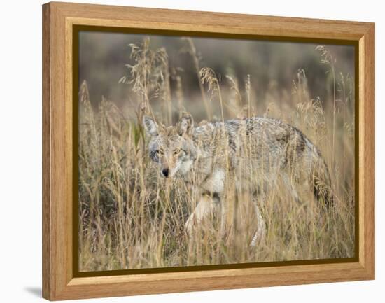 Mountain Coyote, Canis latrans Lestes, Grand Teton National Park, Wyoming-Maresa Pryor-Framed Premier Image Canvas