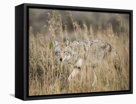Mountain Coyote, Canis latrans Lestes, Grand Teton National Park, Wyoming-Maresa Pryor-Framed Premier Image Canvas
