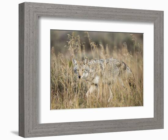 Mountain Coyote, Canis latrans Lestes, Grand Teton National Park, Wyoming-Maresa Pryor-Framed Photographic Print